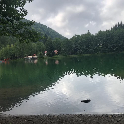 Maşide T-