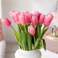 Hatice T.